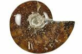 Polished Ammonite (Cleoniceras) Fossil - Madagascar #205097-1